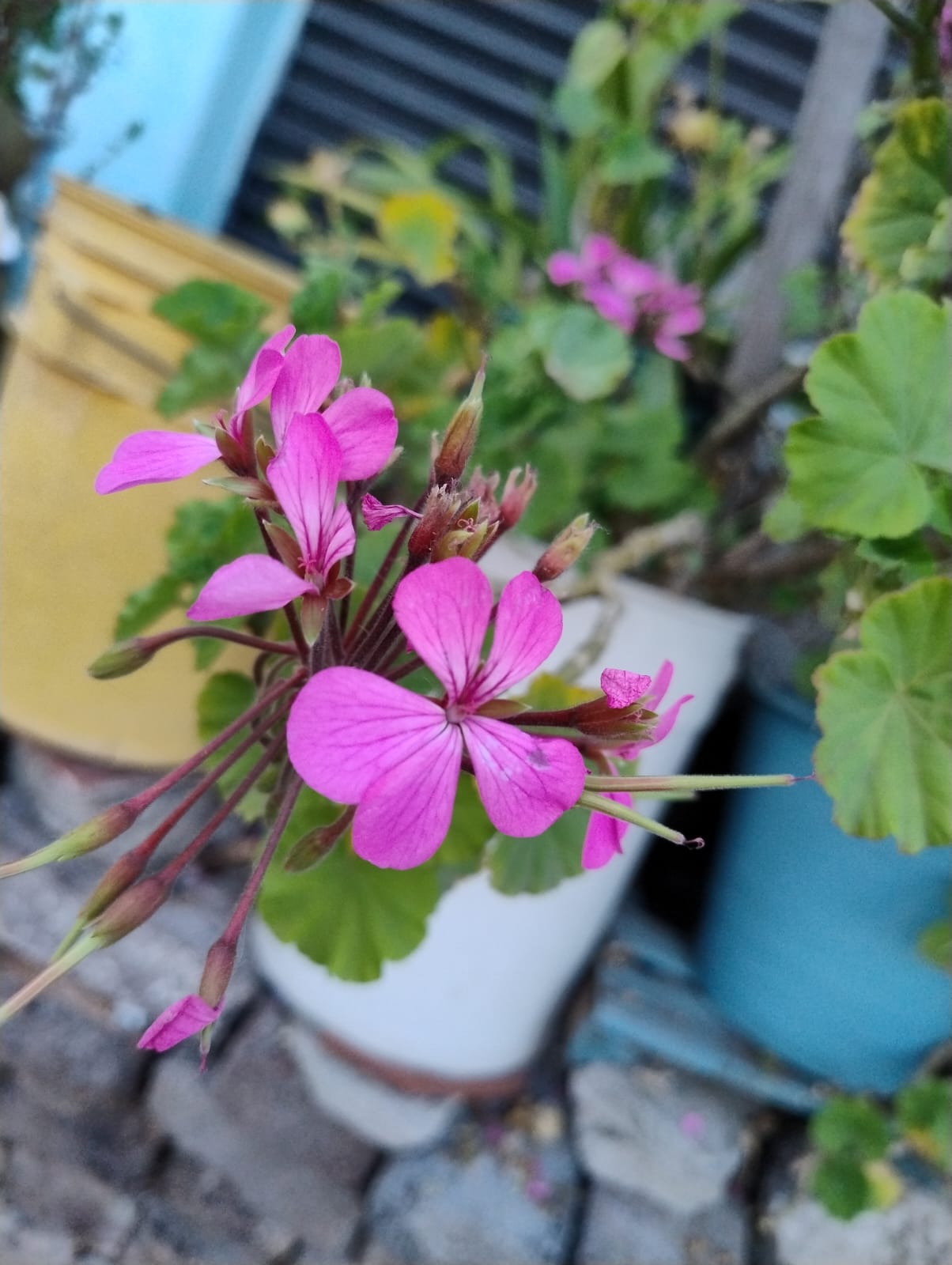 Flor rosa rodeada de verde